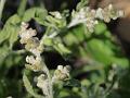 Many-Stemmed Cudweed